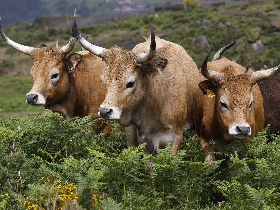 Tres vacas cachenas de cornos longos entre fentos e toxo no monte.