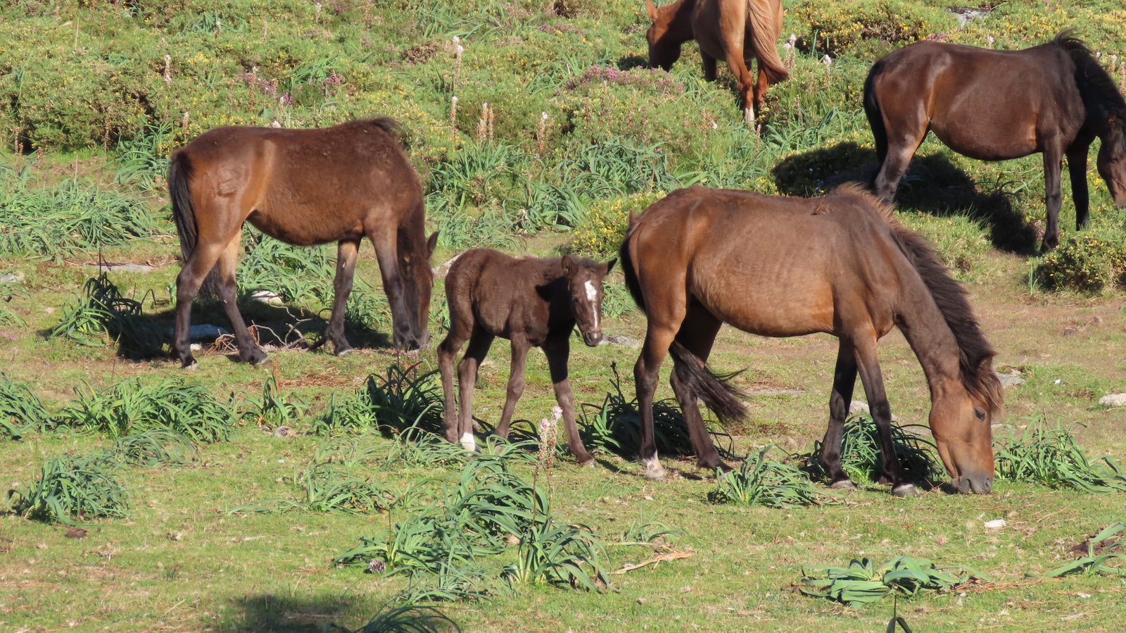 Unha manada de cabalos galegos de monte, cun poldro, pastando entre toxo e herba no monte.