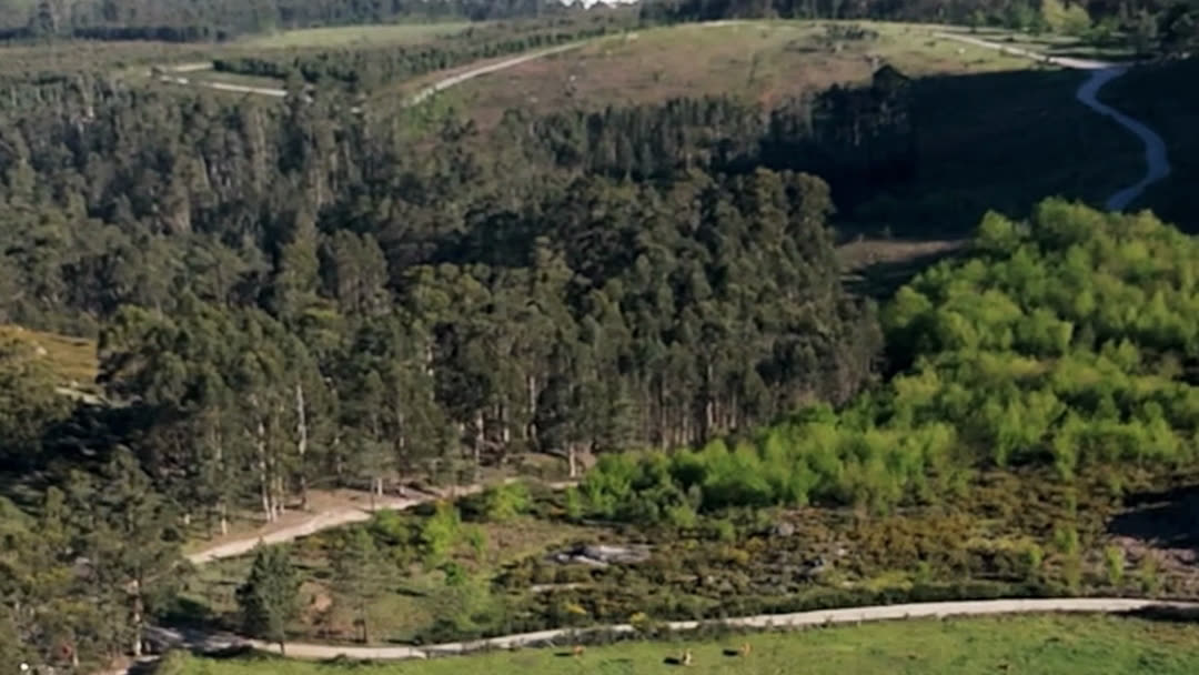 Vista aérea do monte veciñal: piñeirais, mato e un pasteiro aberto atravesado por unha pista.